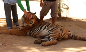 National Geographic: Special Investigation: Famous Tiger Temple Implicated in Illegal Trade