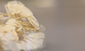CNN: Biodegradable plastic made of…shrimp?