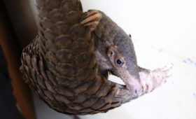 CNN: The Most Trafficked Mammal You’ve Never Heard Of
