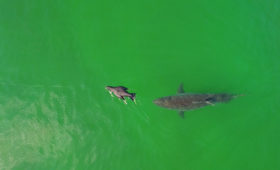 National Geographic: How I Got the Shot: Photographing Great White Sharks off Cape Cod